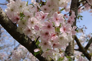 IMG_7261