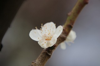 IMG_9978