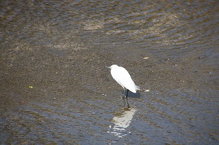 IMG_0062