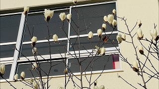 0305ハクモクレン1