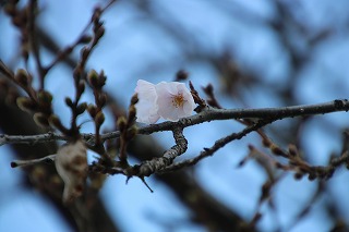 IMG_7057